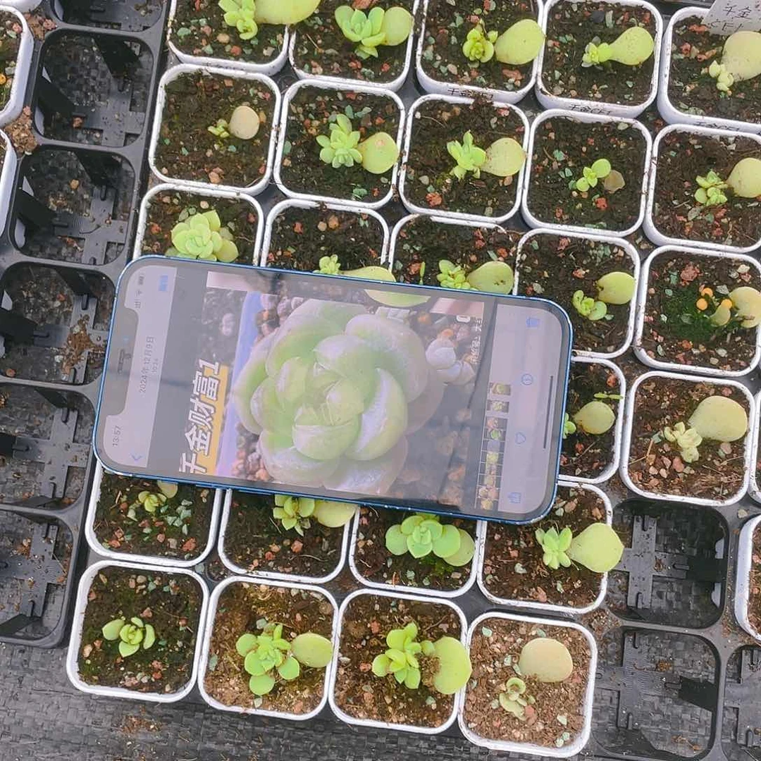 千金财富1新中苗盆一个满25包邮