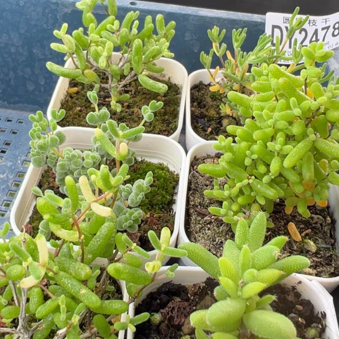 【闪购商品】新手套餐dy2478六颗不同品