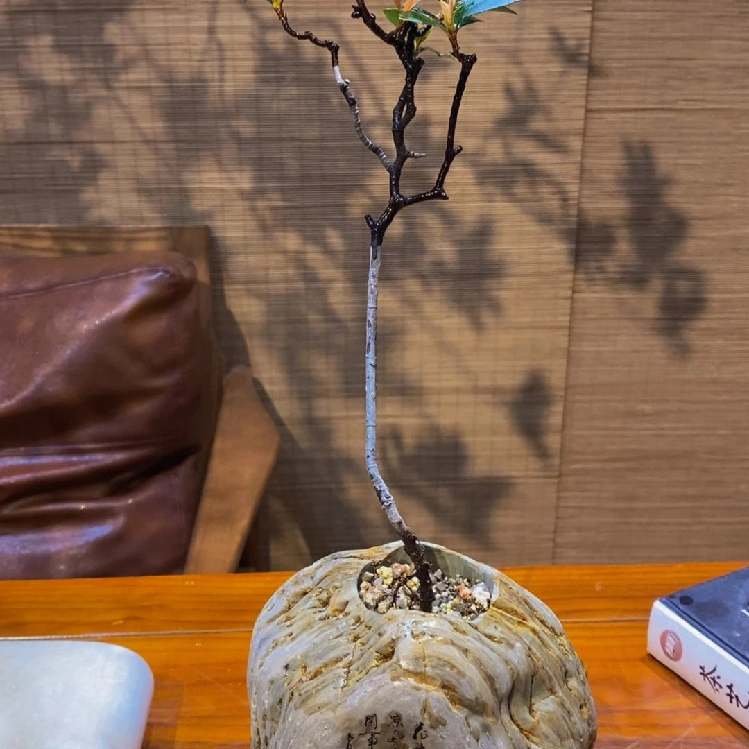 盆景抽****寞盆景园林绿化5855
