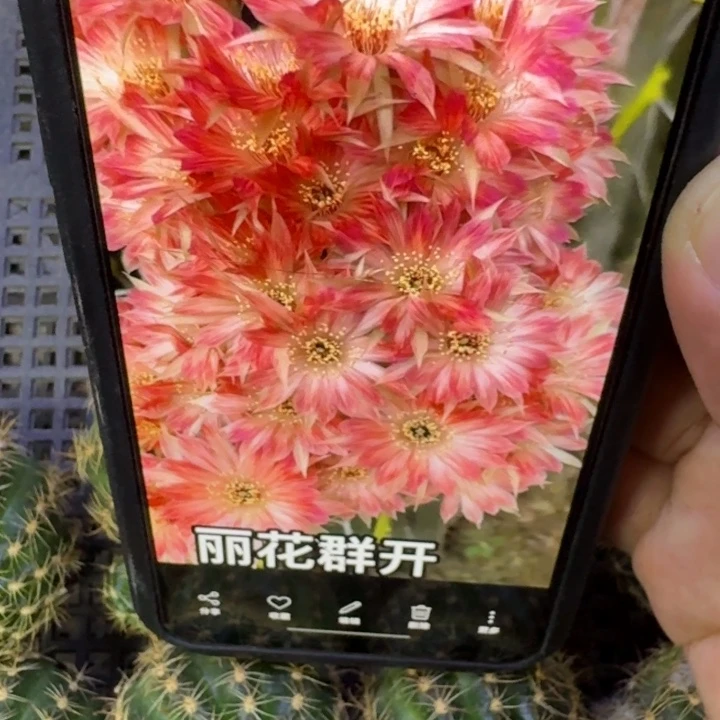 242丽花平面歪3公分左右无根侧牙,20包邮