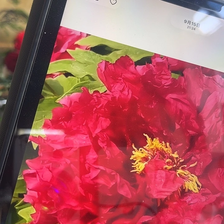 无花朵旭刚牡丹28.8