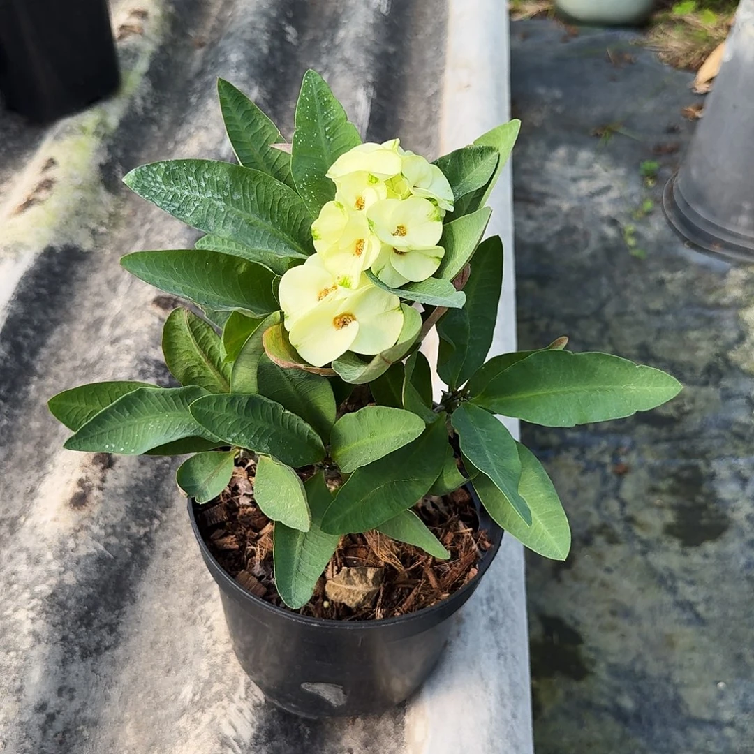 完全开放青柠开花苗随机发货（售出不退不换）