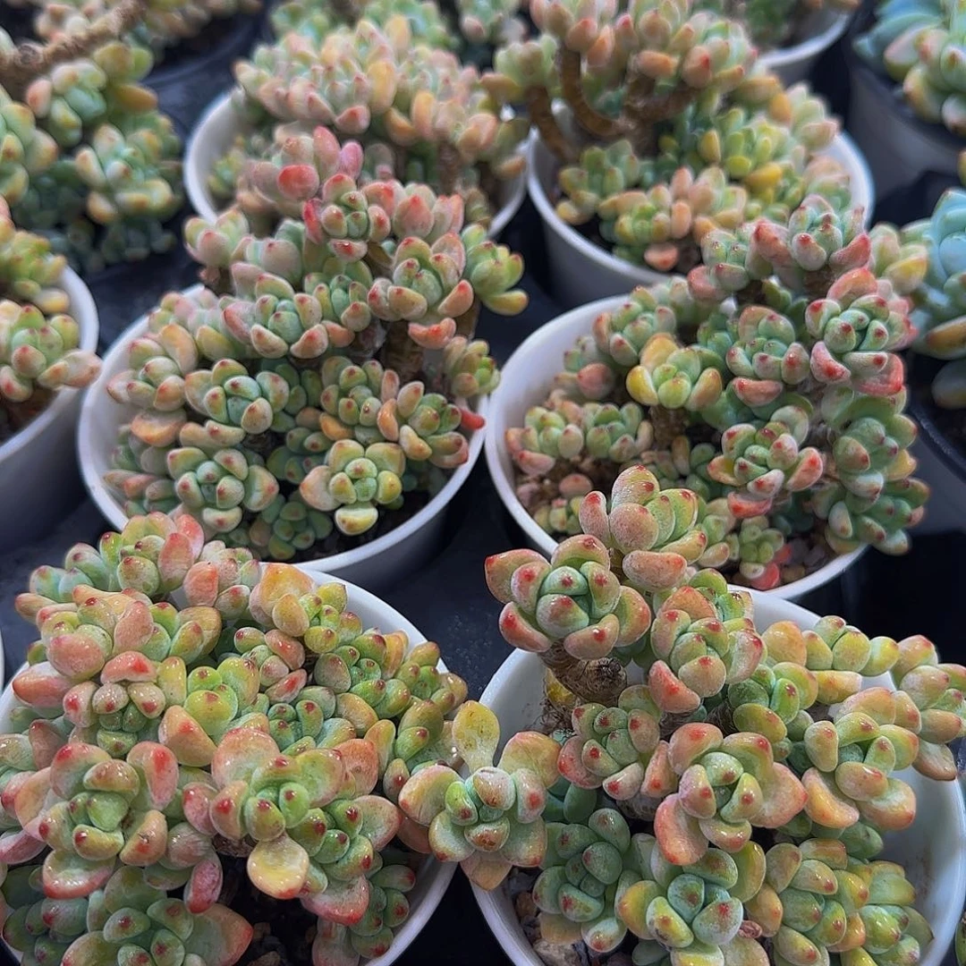 量拍30号 母本樱花果冻罗琦大群两个