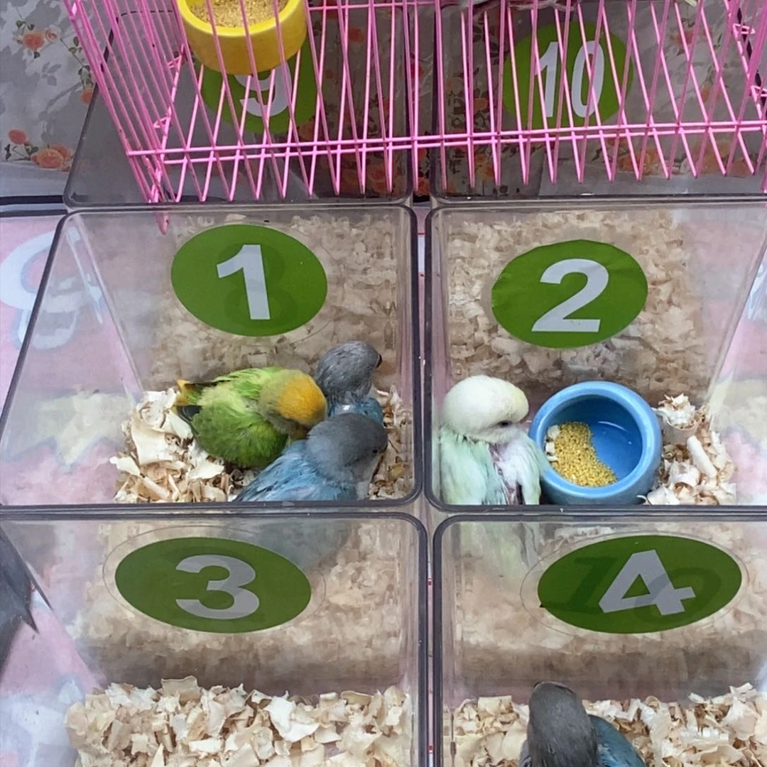 桃脸牡丹鹦鹉小**恩