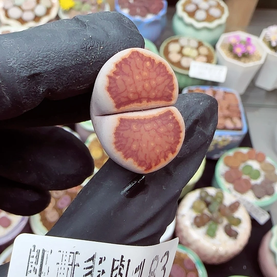 生石花满18包邮1201-183