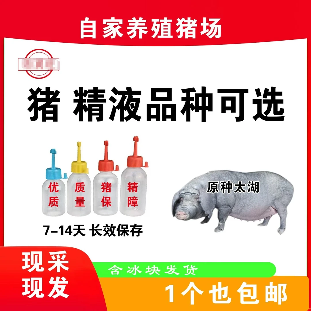 太湖猪精包原种包邮生态养殖健康大白猪精包原种包邮生态养殖健康