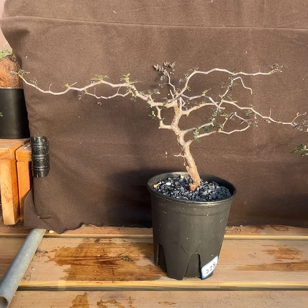 精品滔天橄榄，飘枝