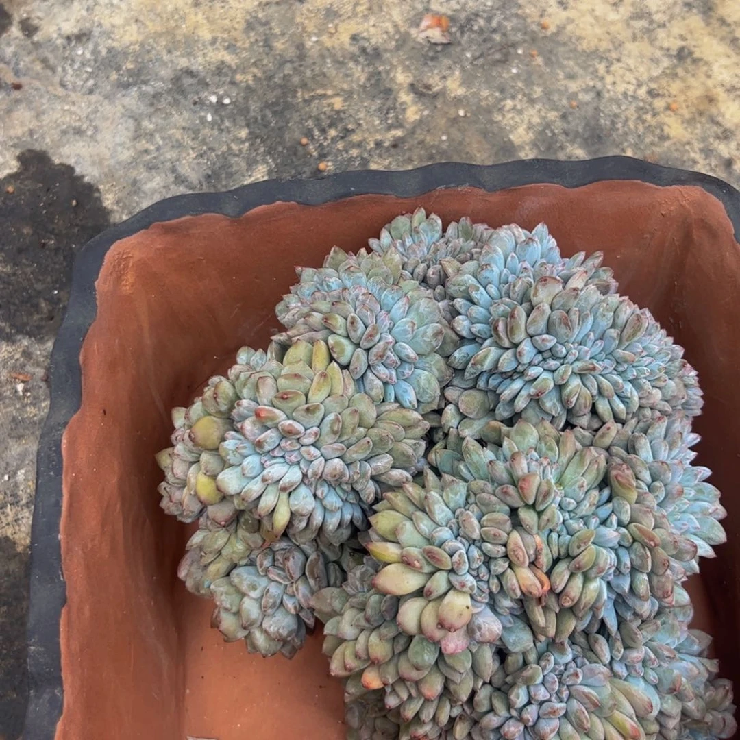 烟****灰石榴籽新影多肉一组一拍