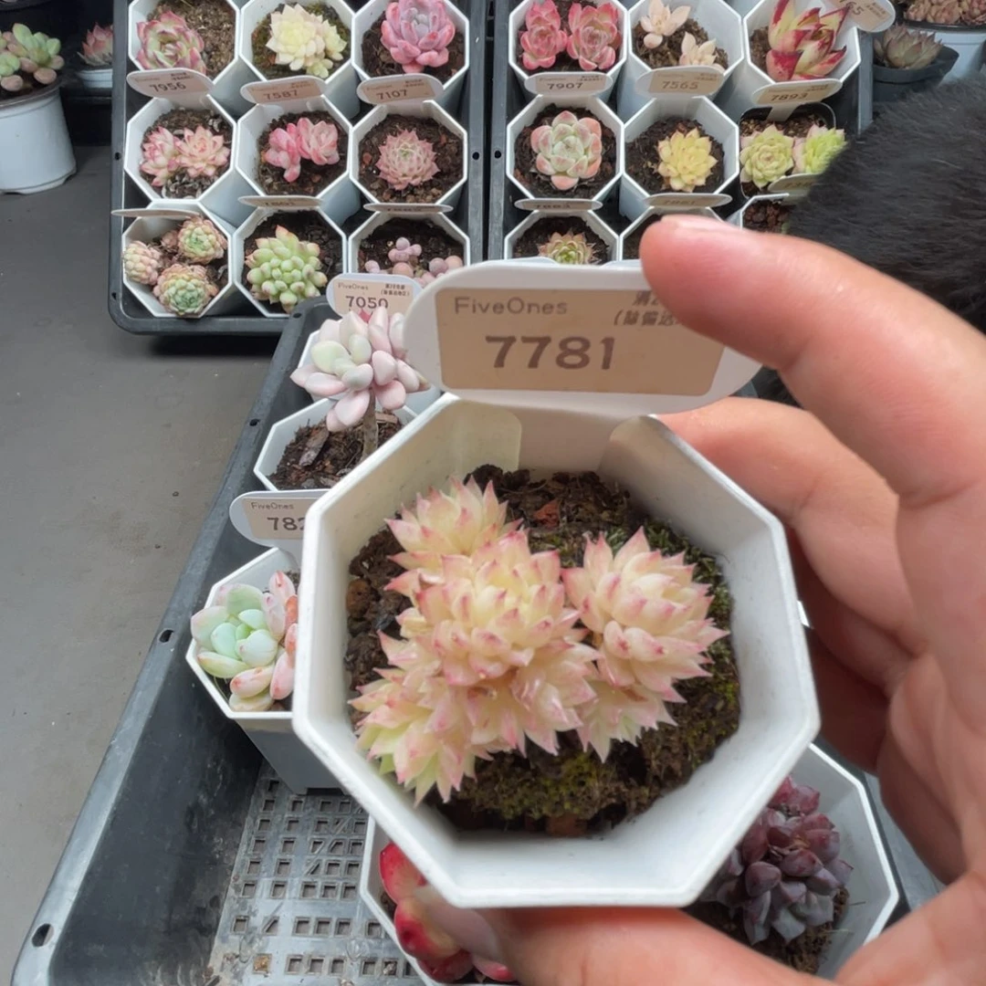 7781麦秆群4.5厘米
