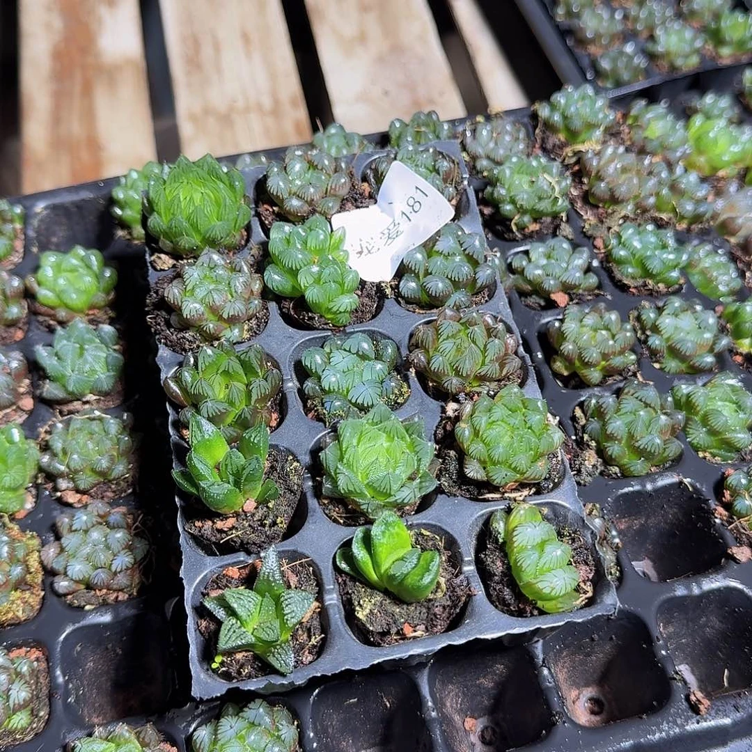 直播福利一物一拍181