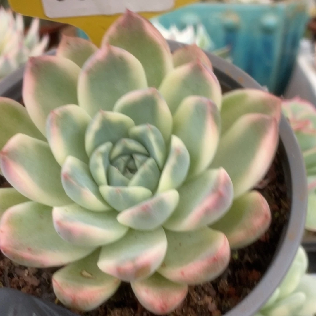 045阿尔巴佳人锦锦锦锦