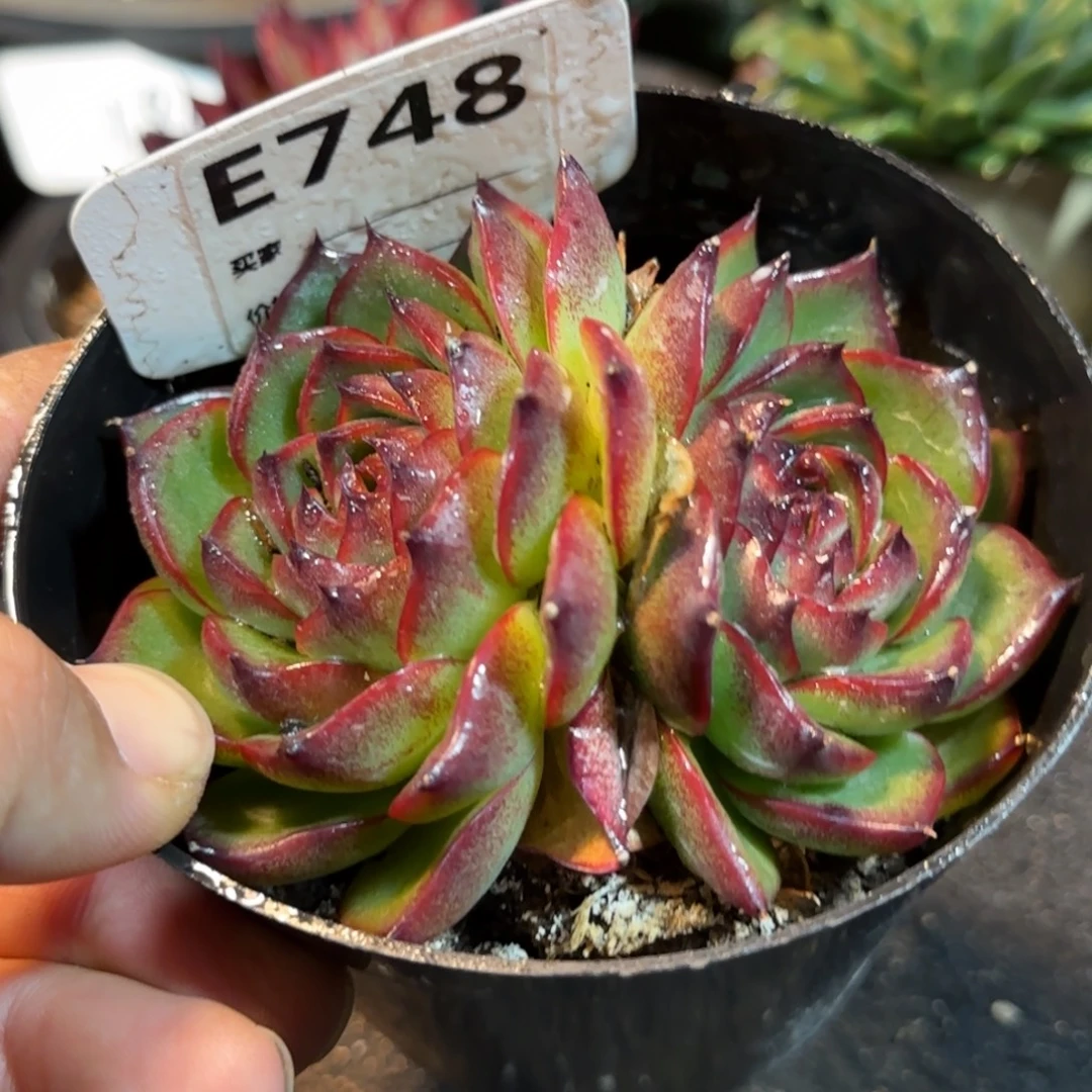 万宝龙，748 惊鸿一物一拍包装收缩花旱