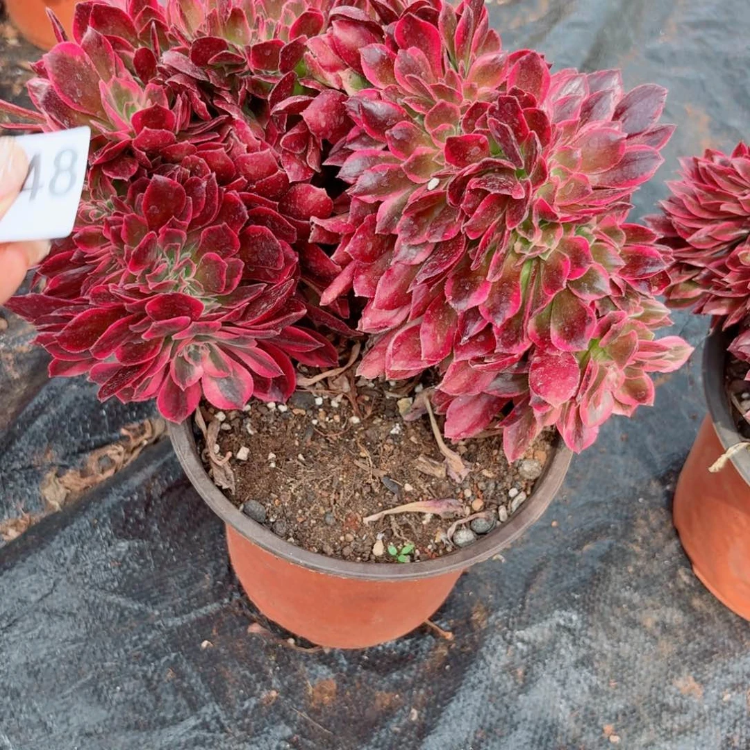 女郎348 号多肉法师特价不支持退货