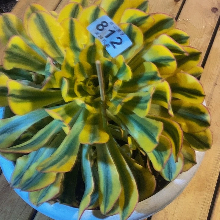 贝*812号多肉植物太阳神