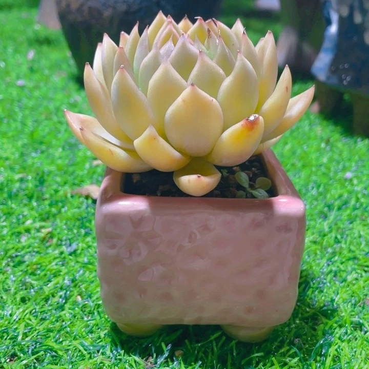 伊***妖谢谢你的支持0000020