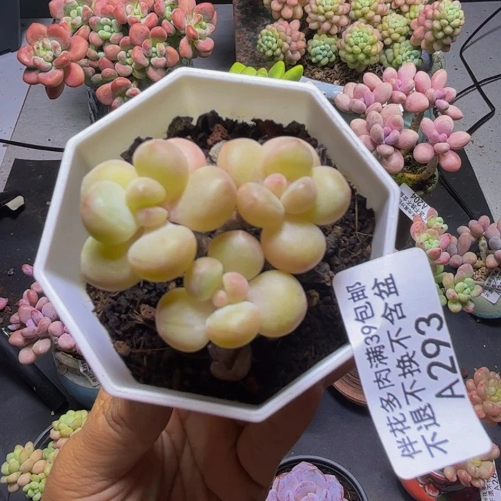 几***里萤火虫293/5cm多肉