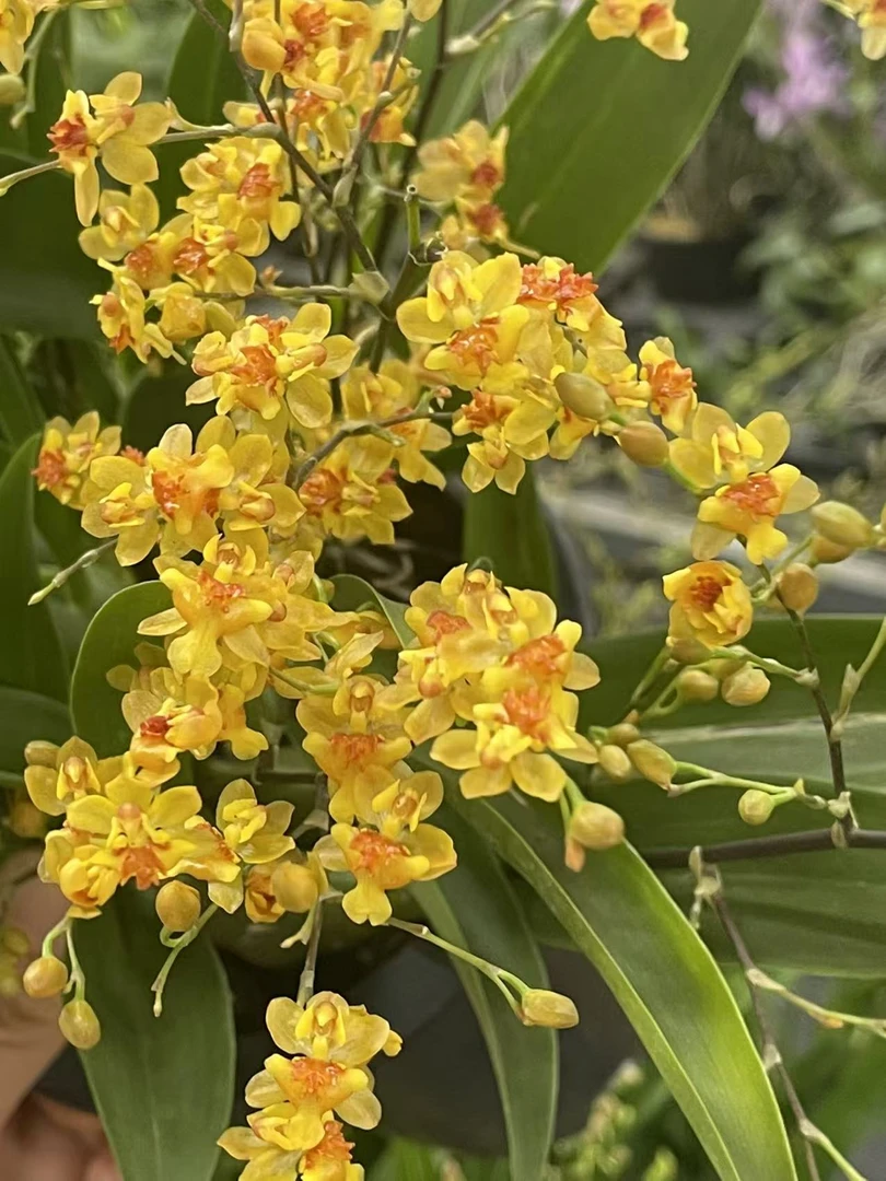 特价福利梦香兰【金黄梦香兰】轻微掉花苞不售后   颜色明亮富贵