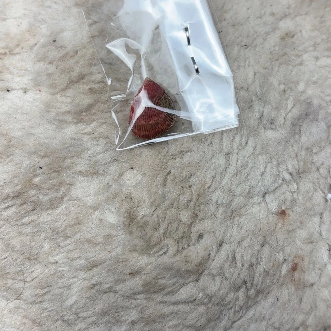 大***旺天然海螺贝壳标本