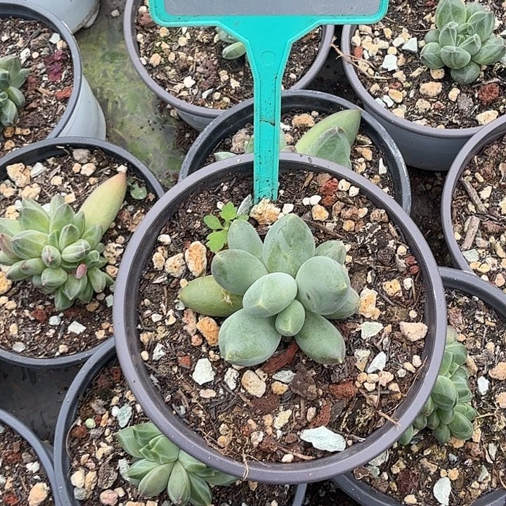 蓝眼睛一物一拍410