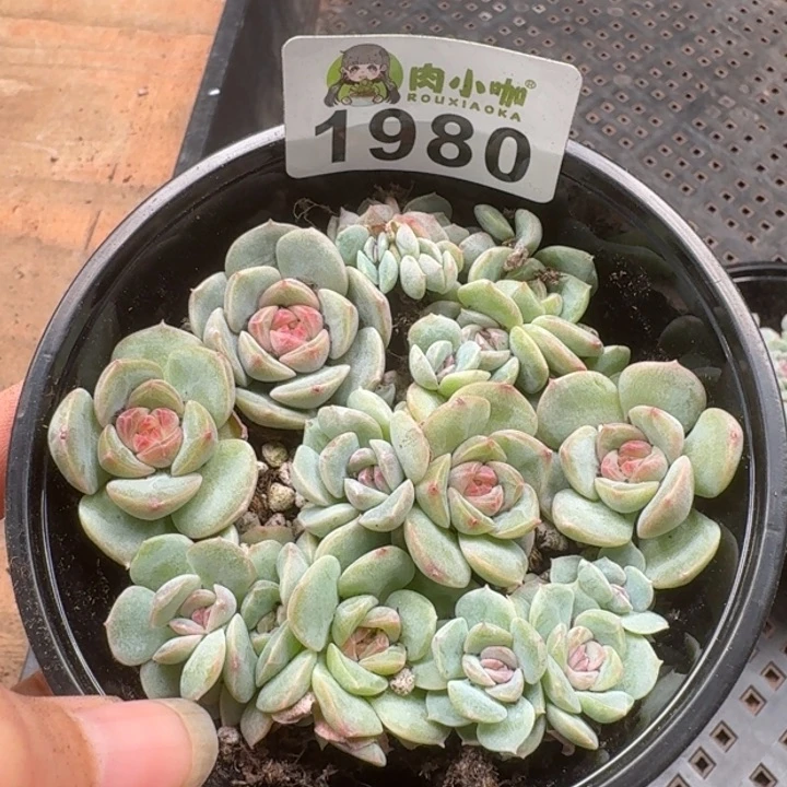 无花朵多肉植物多肉植物