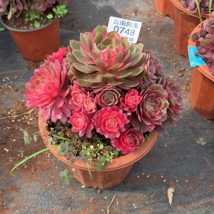 748号黑魔锦啊啊啊啊