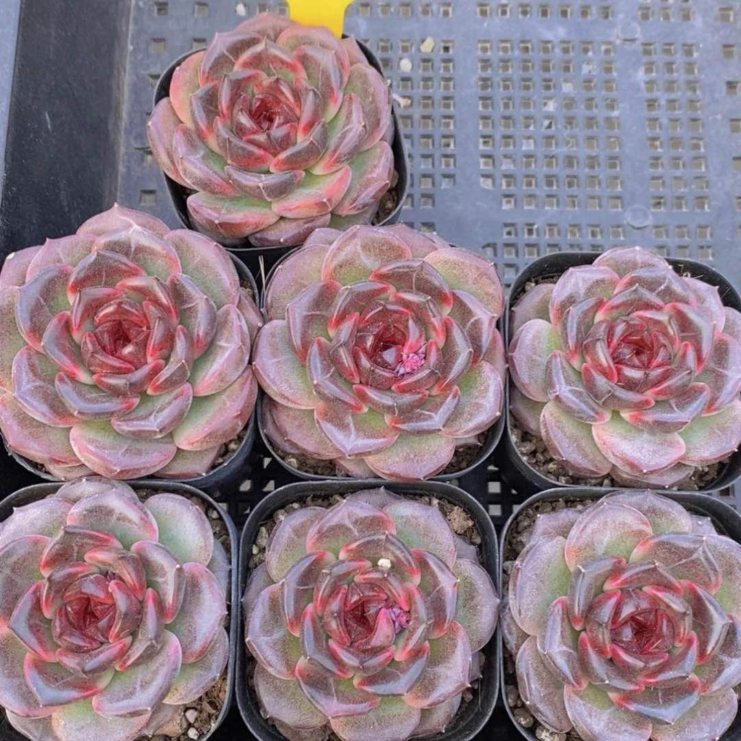 1-47-精品黑橙单头一个