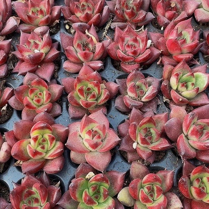 小洛卡1元带土发货