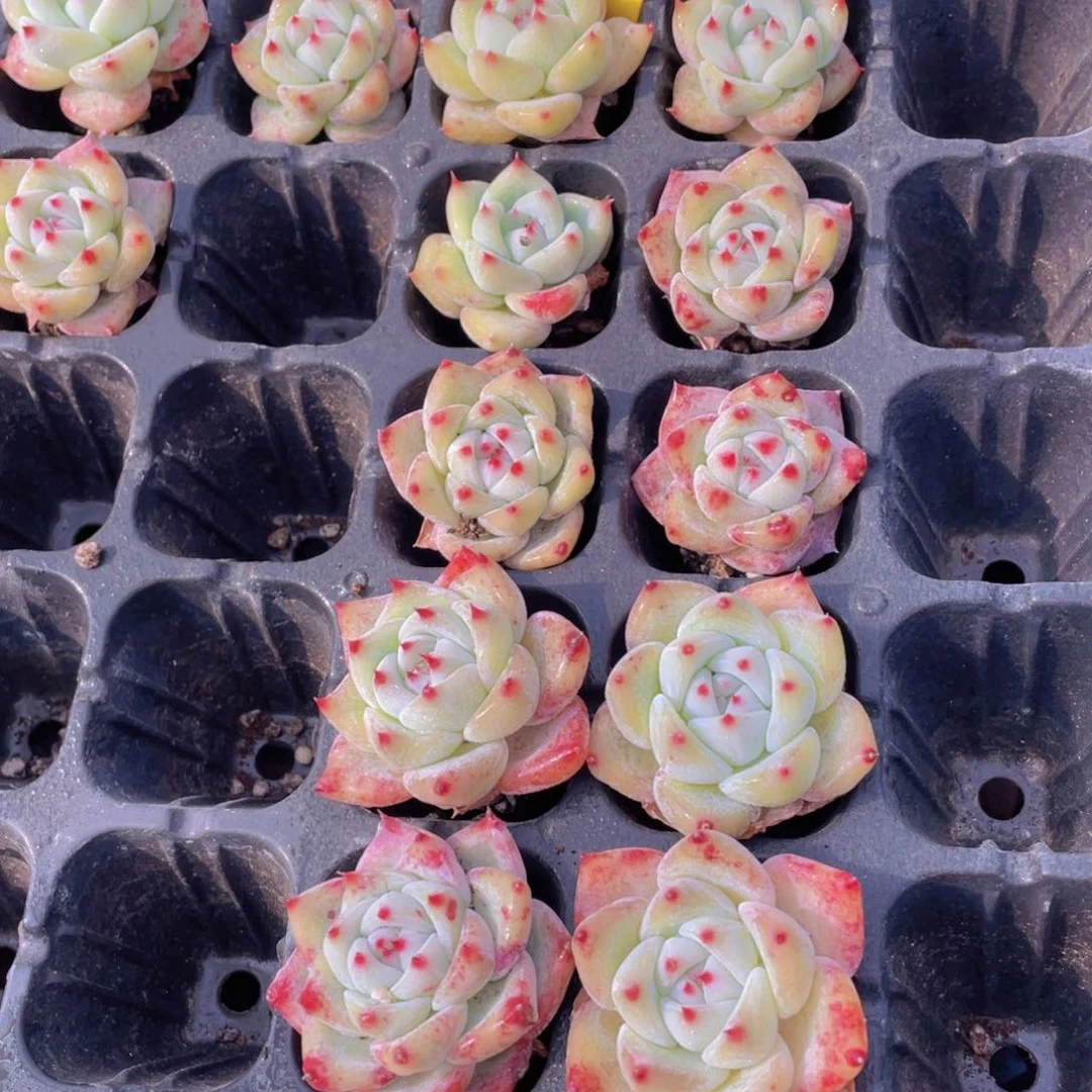 1338号 奶油白拉糖单头四个