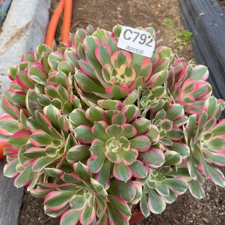 瑞妈，，，，。。792。。。