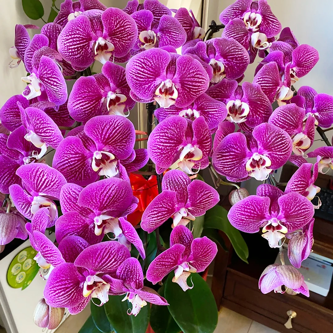 花花喜大王蝴蝶兰画眉鸟3.5寸杯根好苗壮叶子油绿【剪自然梗无花】