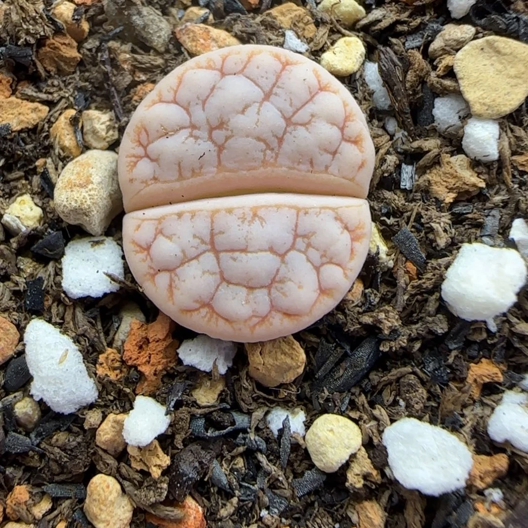 164 生石花大棚直播