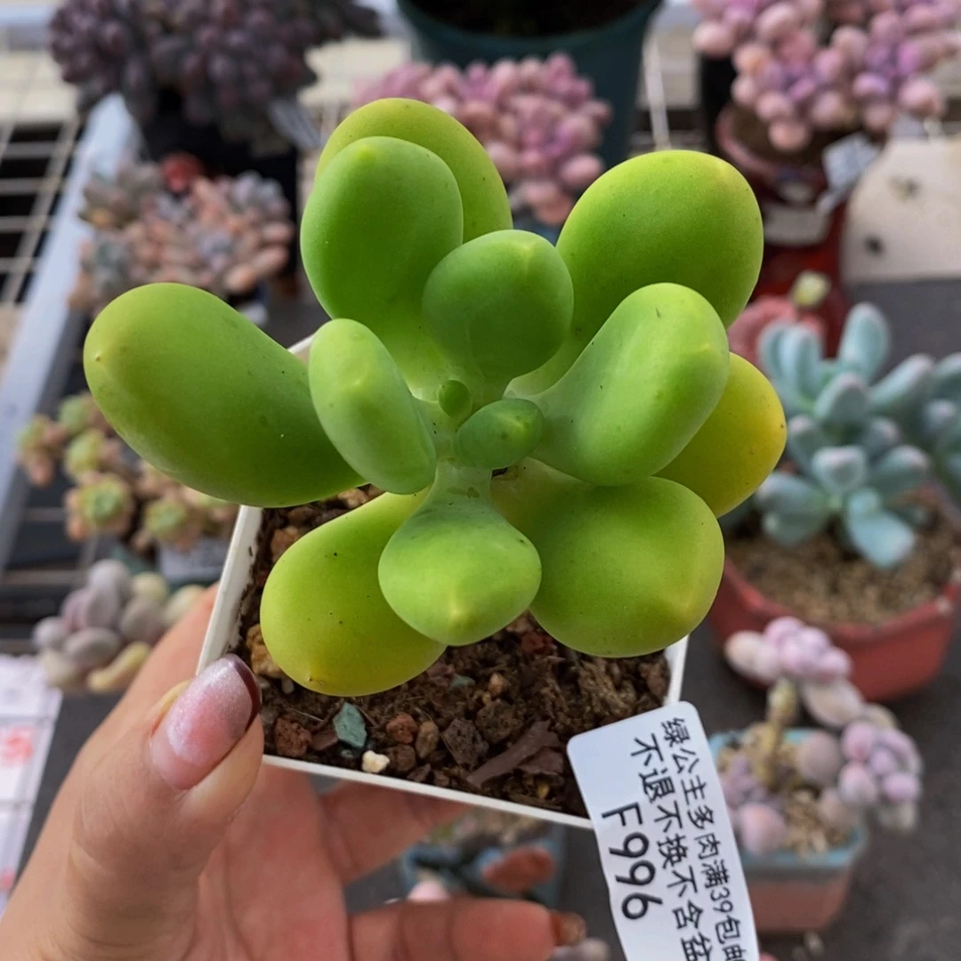 芒果奶酪金蟾996/6cm
