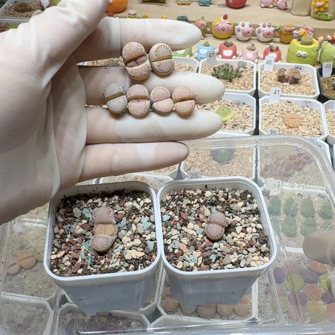 小****0129-17饼干1621.6