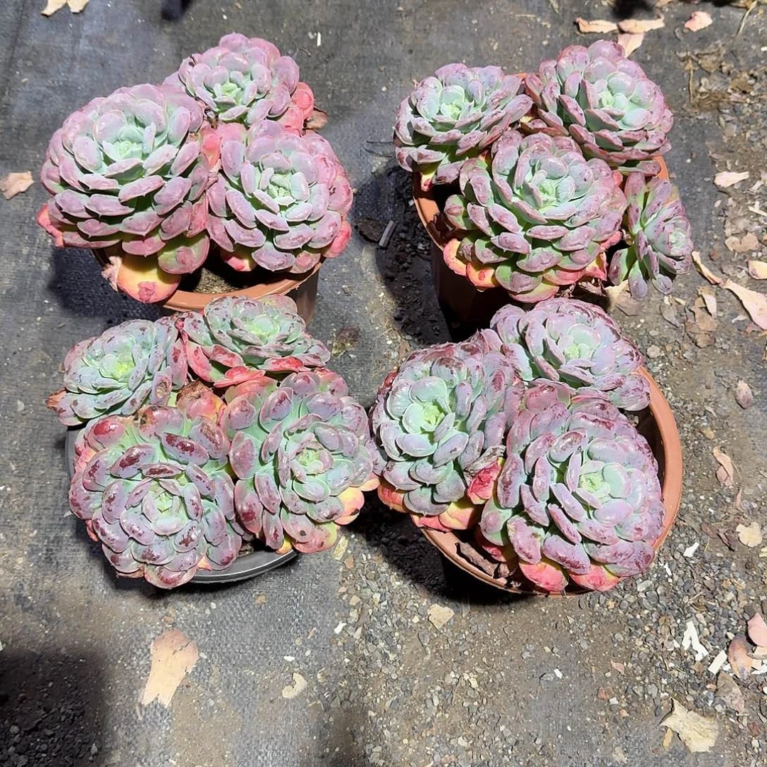 大号雨滴多肉植物精品