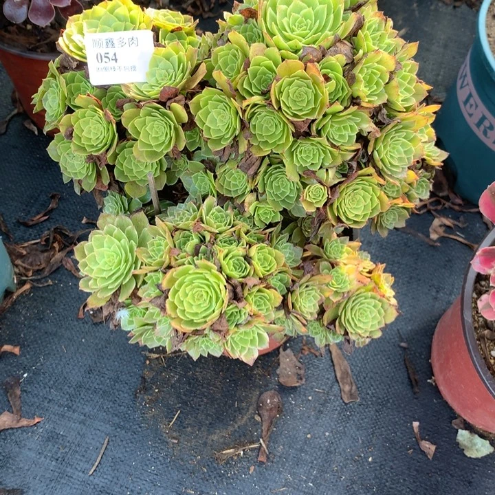 054莲花座多肉植物特价