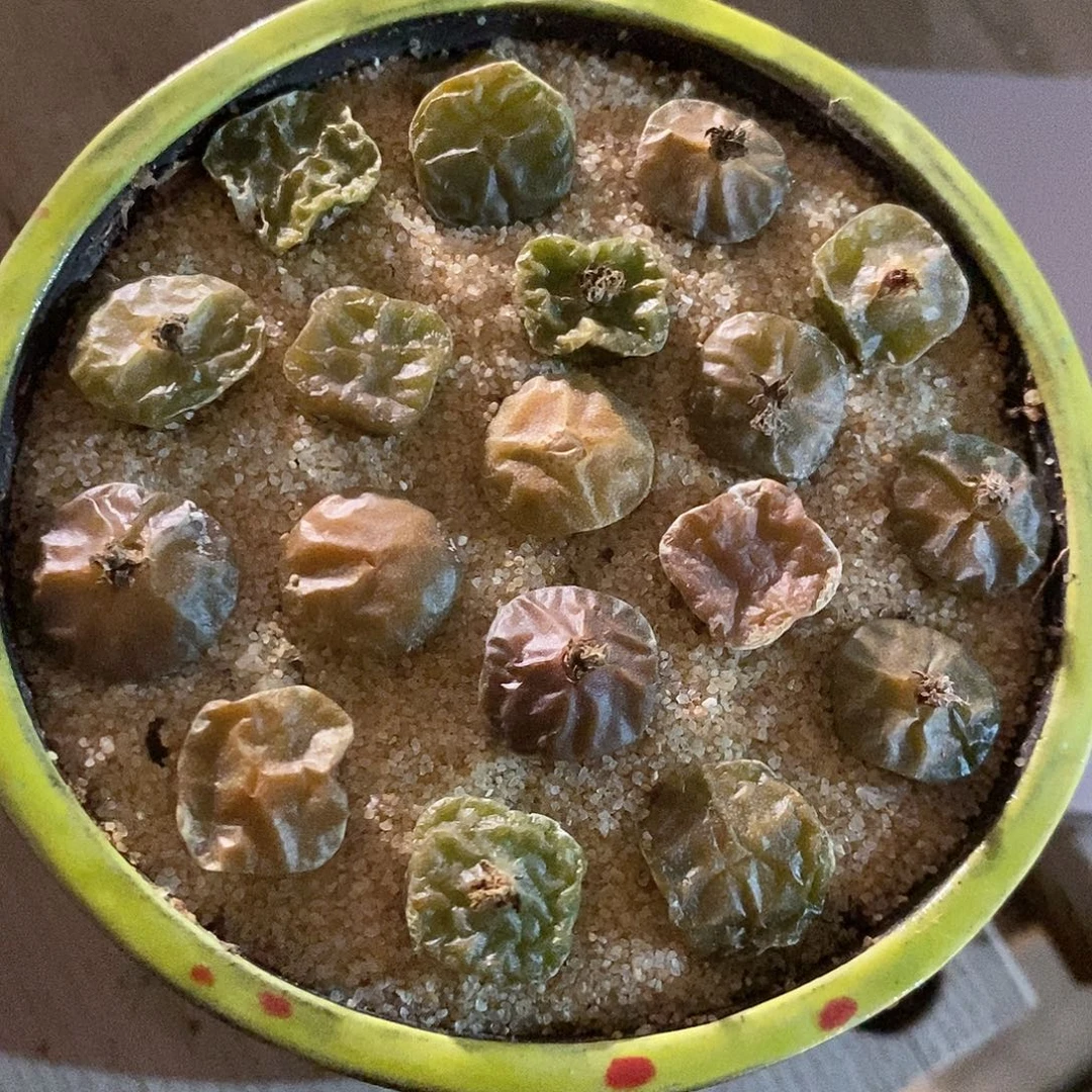 25349。 一组方烧。