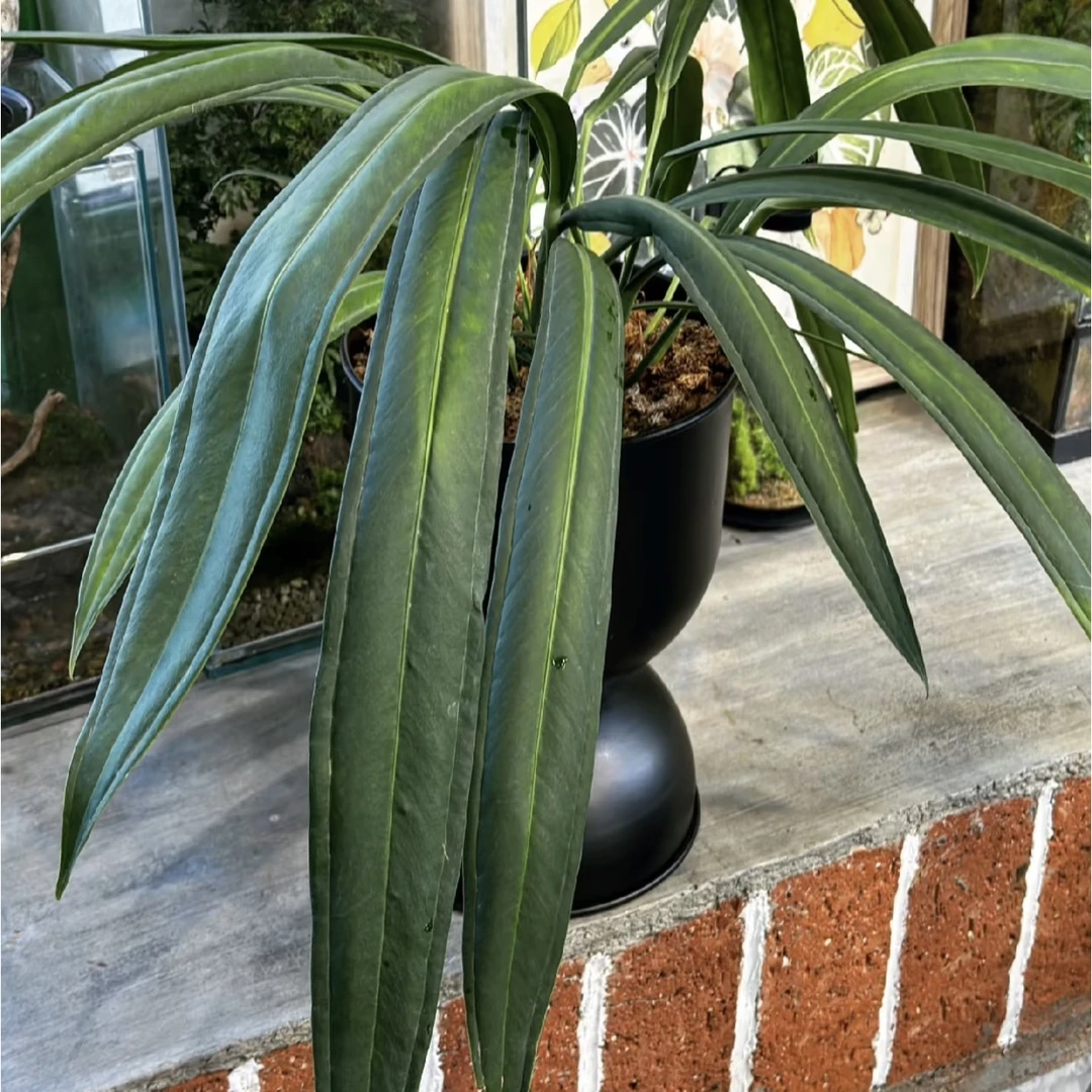 【贝克利领带花烛】好看好养超强雨林感大气植物小众ins风