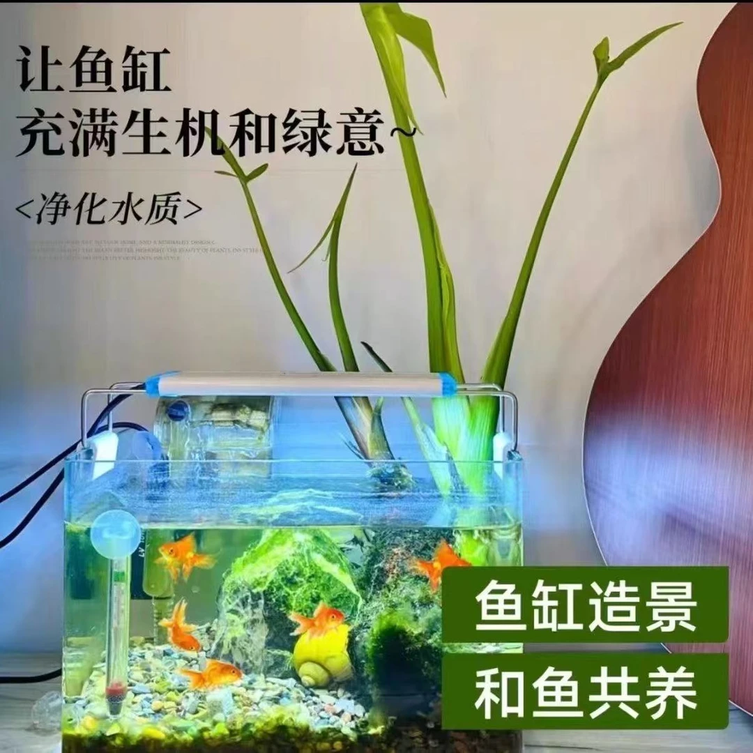 慈姑种根茨菇种苗水族水草装饰花卉净化鱼缸植物水培阳台室外户外