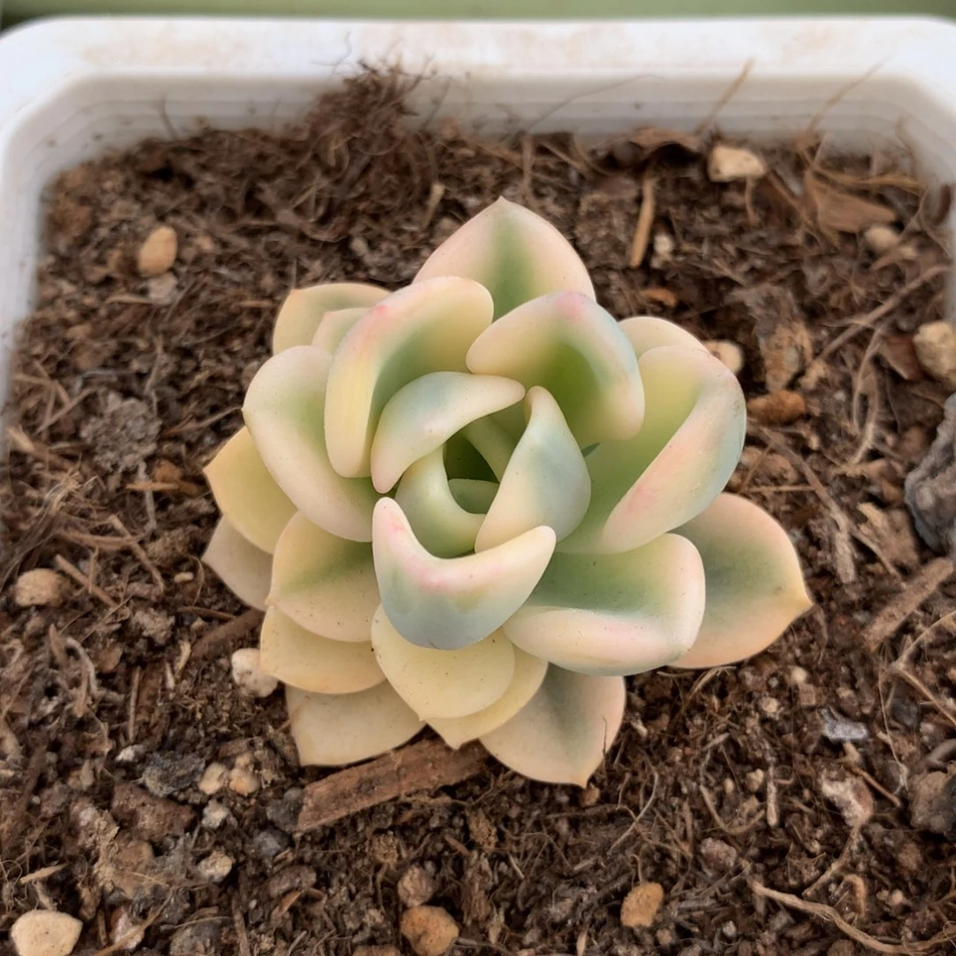 兔*格美尻锦锦上园艺一物一拍