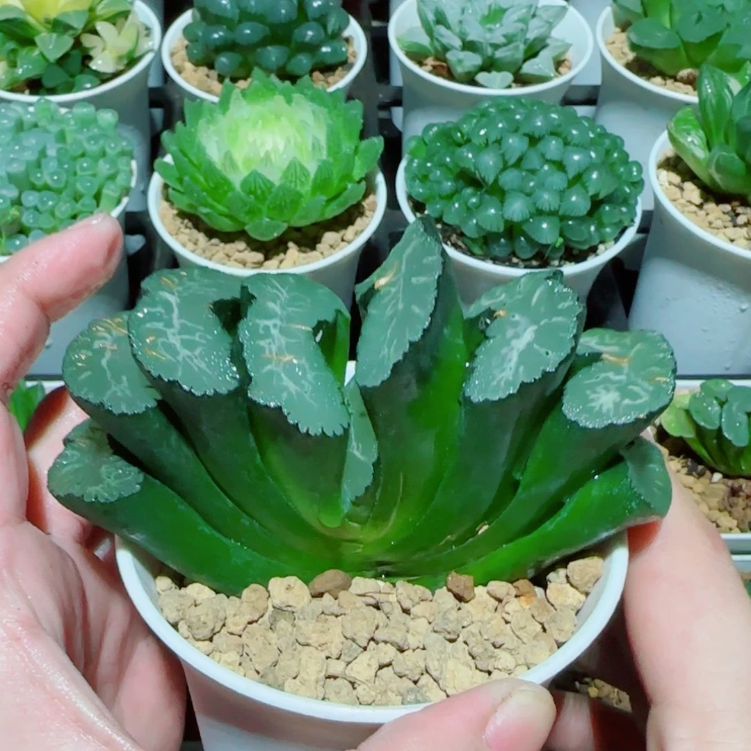 写乐玉扇四大金刚