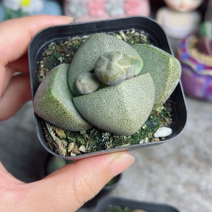 大元宝带花苞带盆栽好一个