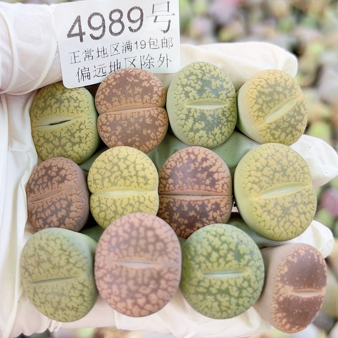 4989 好养易活生石花大母本12个2cm左右