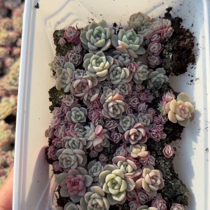 邹***阿33王者系列种播苗一盒