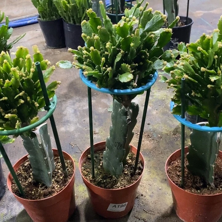 当前无花栽培后可以开花老*196嫁接028