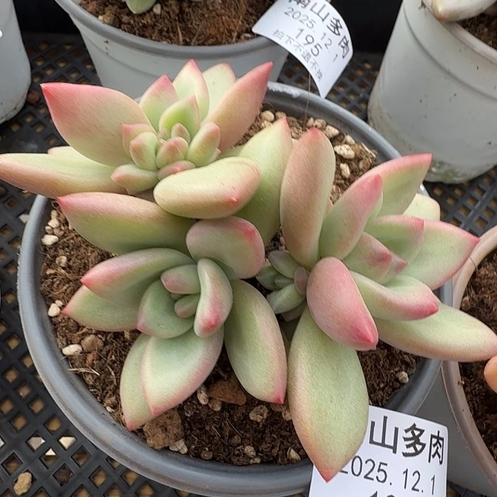 赫本路丝群1111121-194