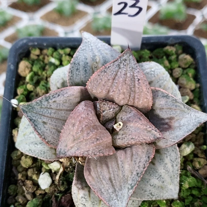 【闪购商品】23泰姬陵