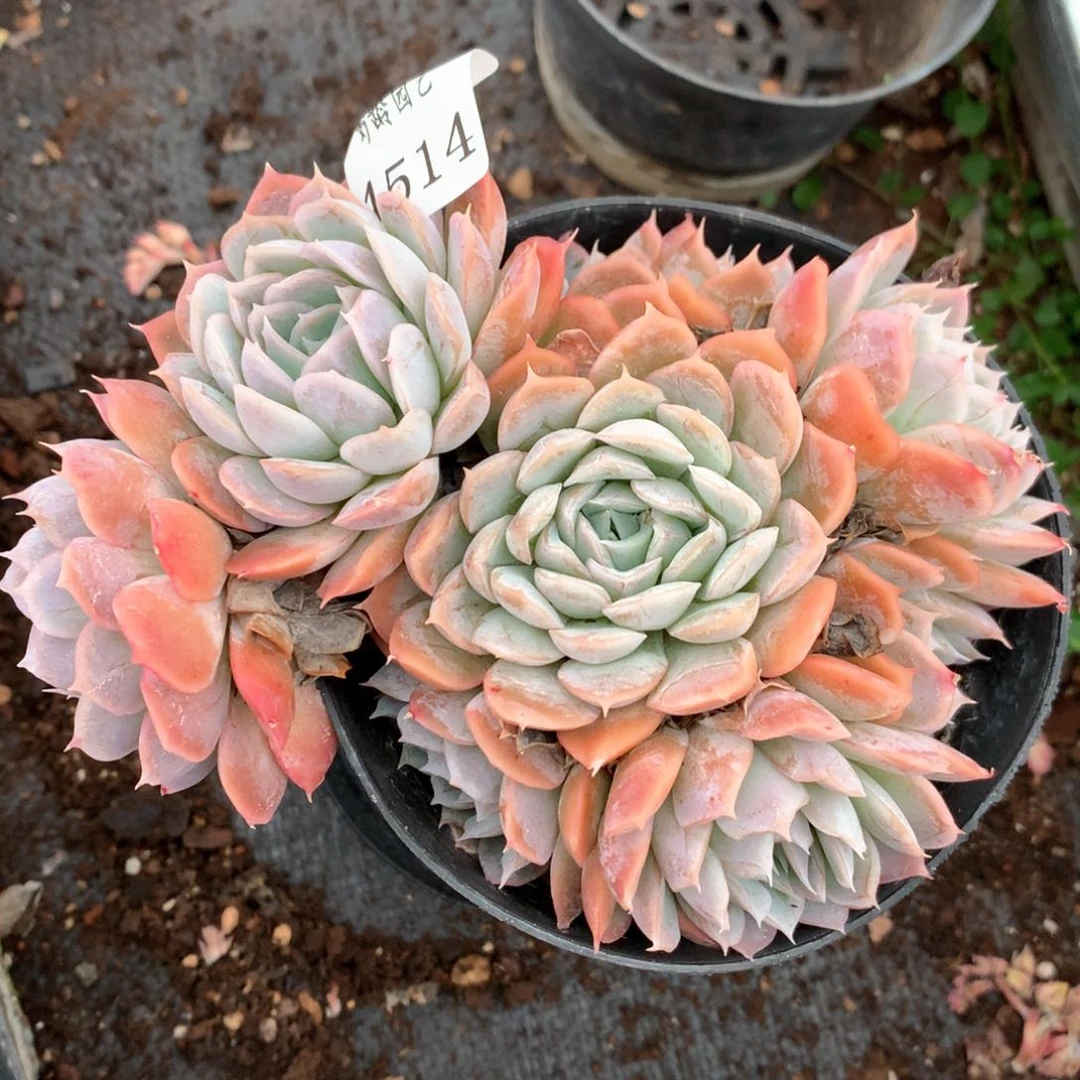 4514杂交多肉植物