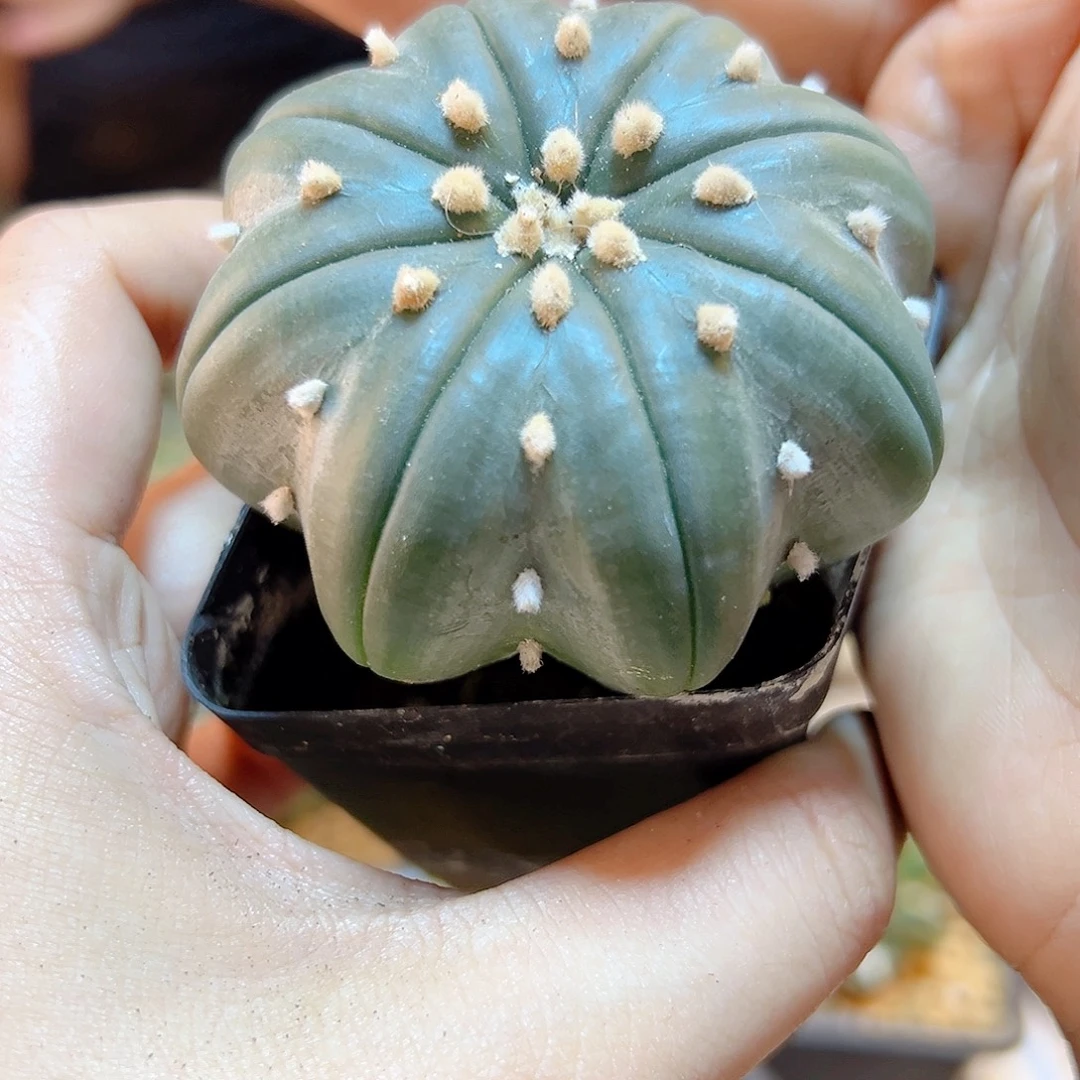 晚39号实生海星琉璃兜6公分