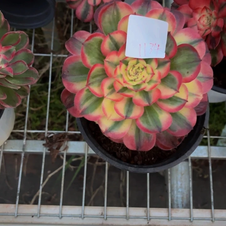 云南海神好看1134）