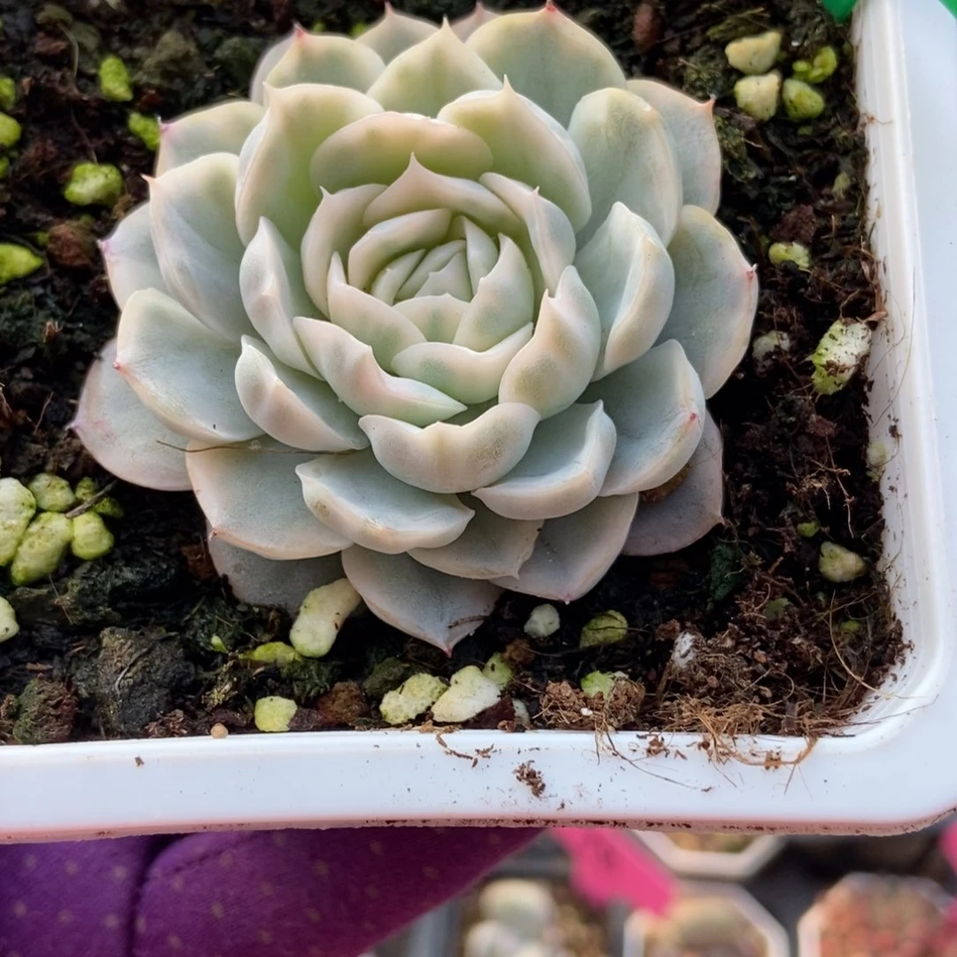 750墨西哥雪球锦多肉